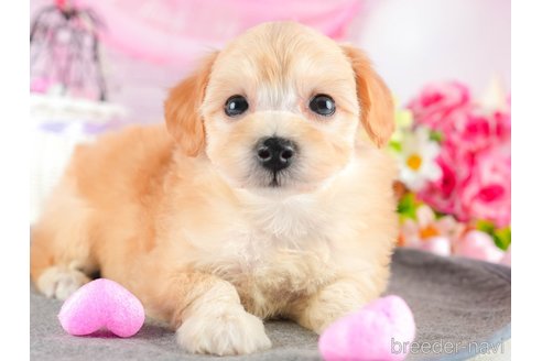 成約済の茨城県のマルプー:マルチーズ×トイプードル-340025の8枚目
